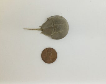 XS horseshoe crab skeleton with cosmetic issues.  Molt. One inch by 2 inches Exoskeleton. Choice of size