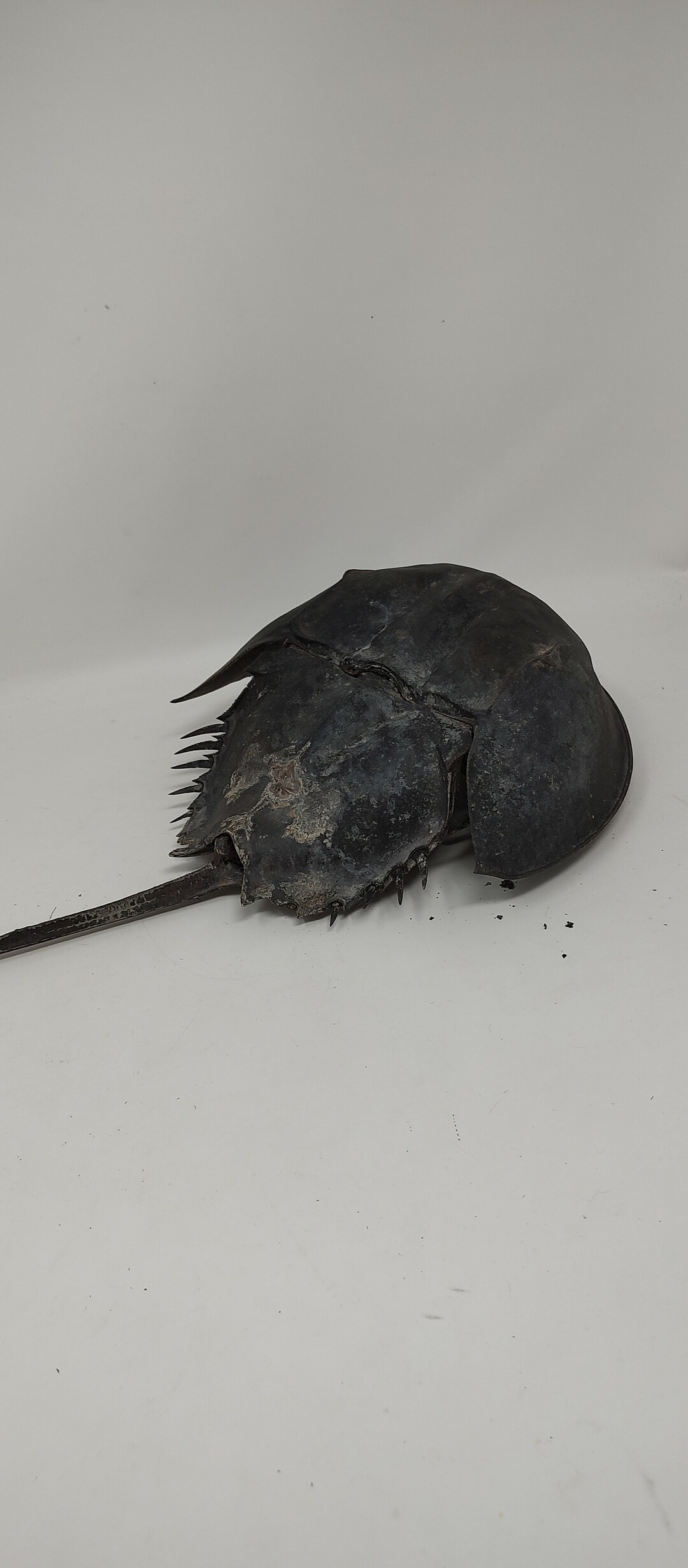 Largest Horseshoe Crab Skeleton. Exoskeleton Molt. 16 Inches Long