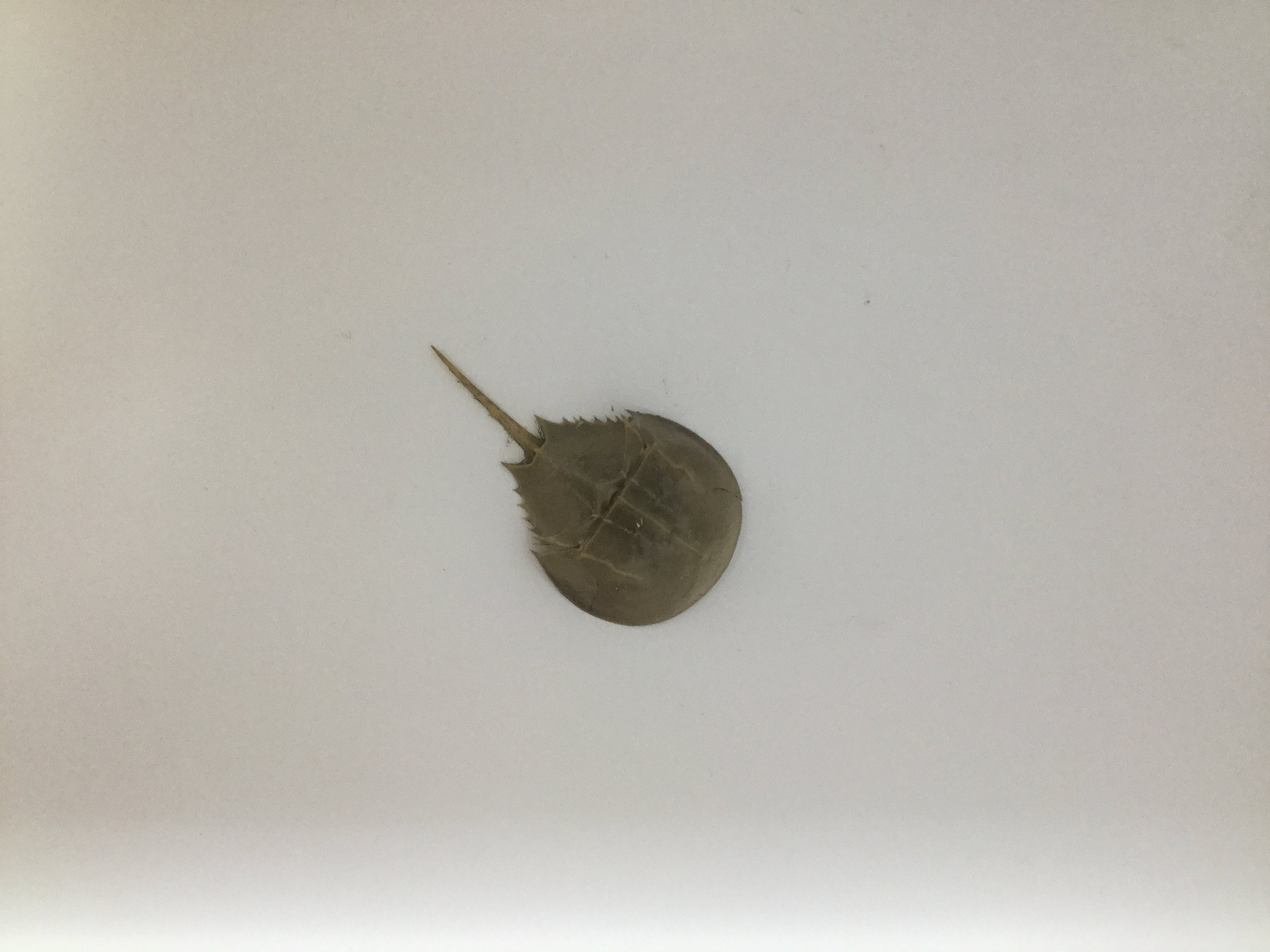 Xsmall Horseshoe Crab Skeleton. Molt. Etsy