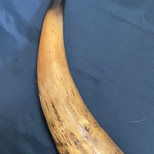 Bull Horn 14" natural, old