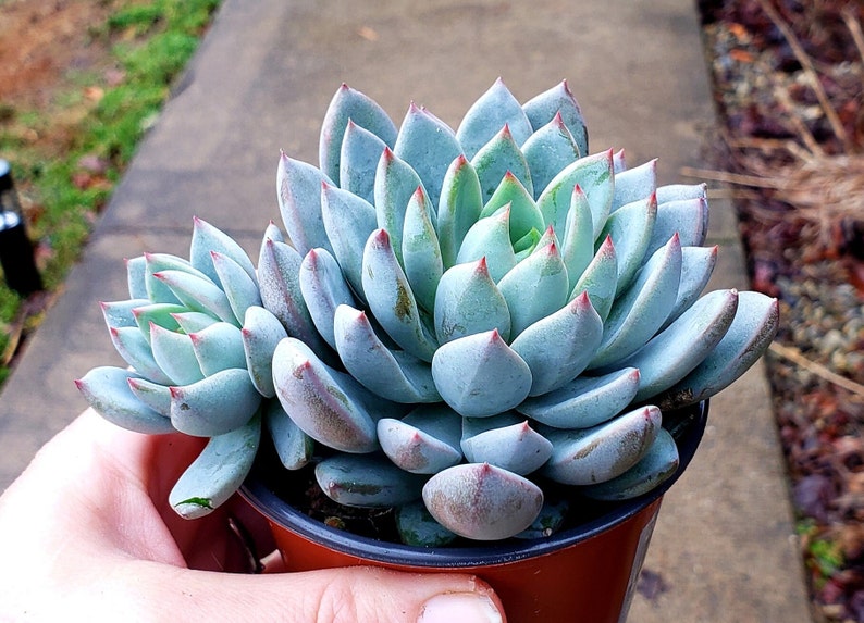 Echeveria yummy rare korean hybrid