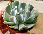 Echeveria Runyonii quot Topsy Turvy quot 2.5 inch rare succulent plant