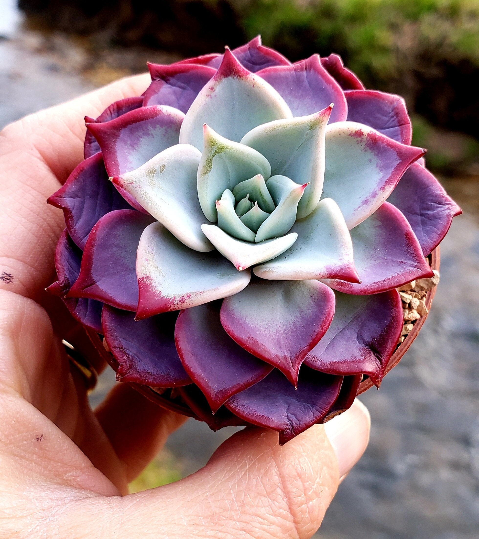 Jungle Fatigue ファティーグ OVY KAJA echeveria Jungle Fatigue ファティーグ OVY KAJA echeveria Jungle Fatigue