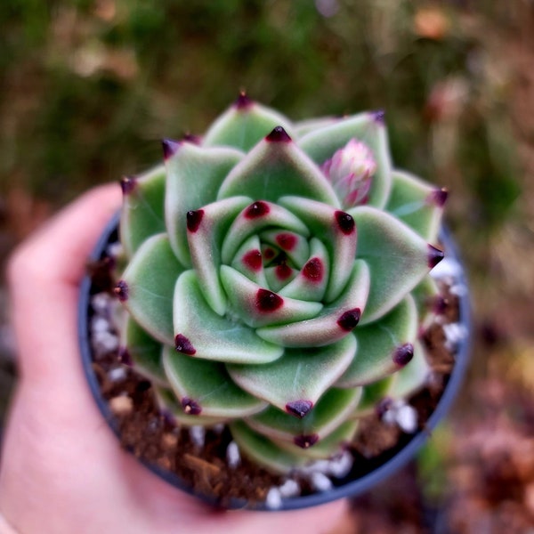 Echeveria Blue Dragon ~ imported ~ 3.5 inch ~ succulent plants