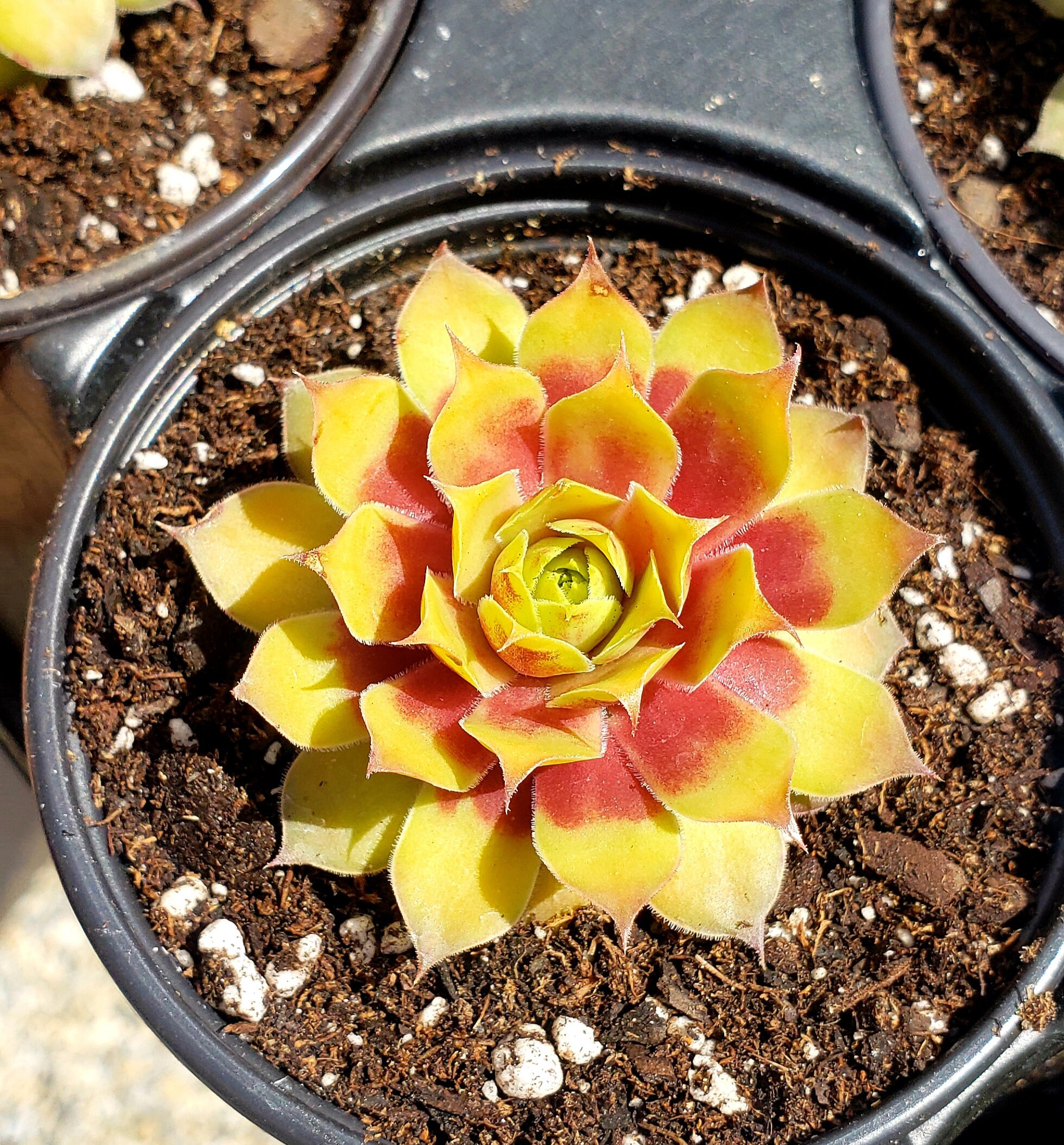 Gold Nugget Chick Charms suculento POR - Etsy España