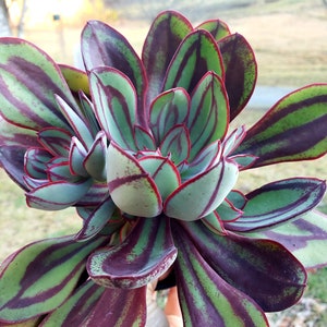 Echeveria Nodulosa 4 inch rare succulent plant