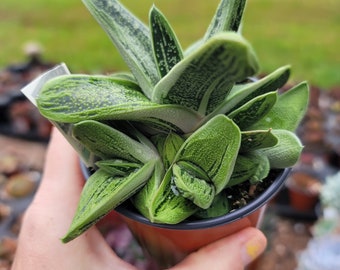 Gasteria Little Warty ~ exact plant ~ succulent cactus plant 2.5 inch