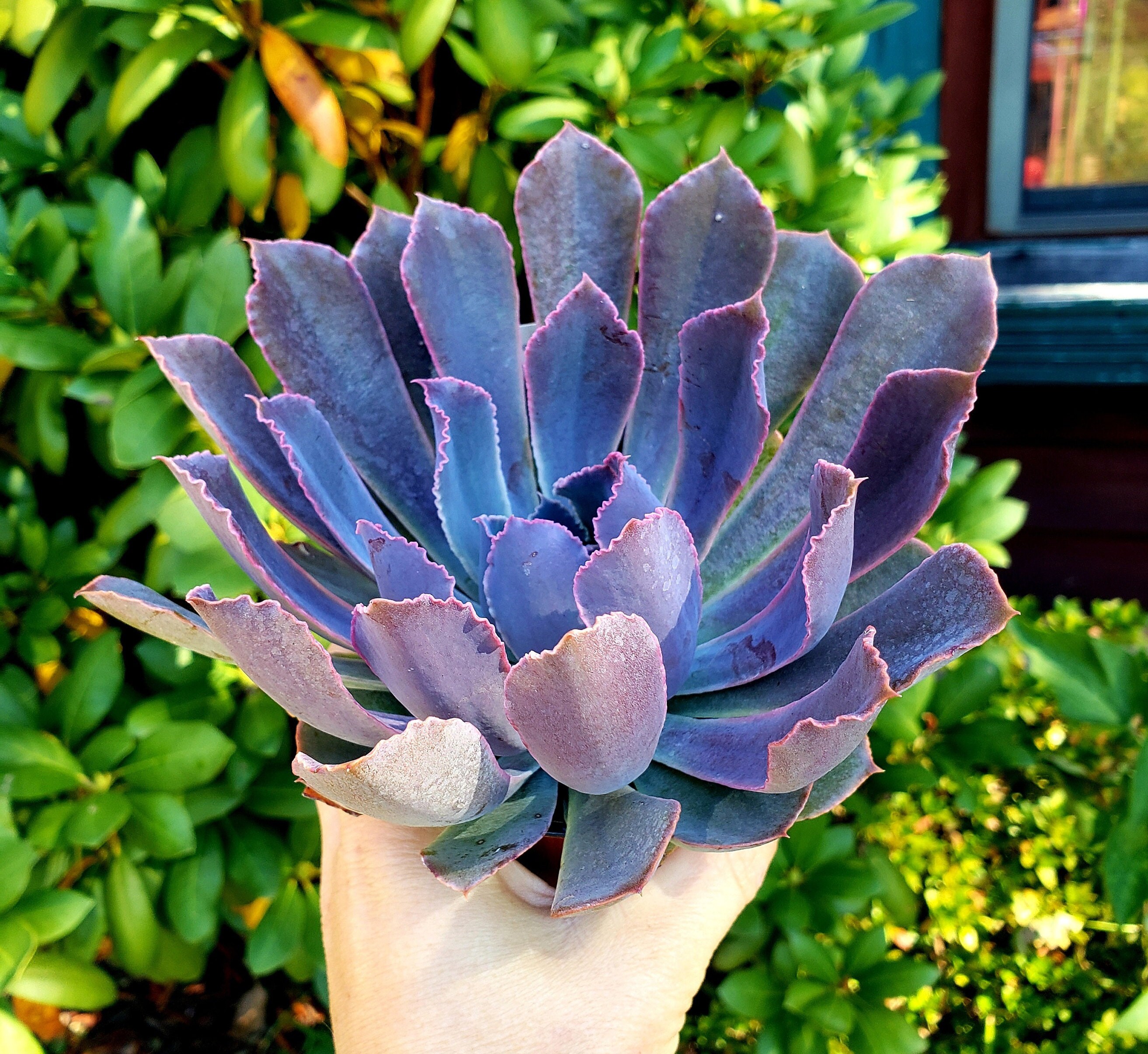 Echeveria Purple Dance ~ exact plant ~ Plant B ~ 3.5 inch rare 