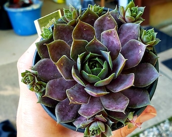 Sempervivum Desert Rose ~  3.5 inch pot ~ succulent plant