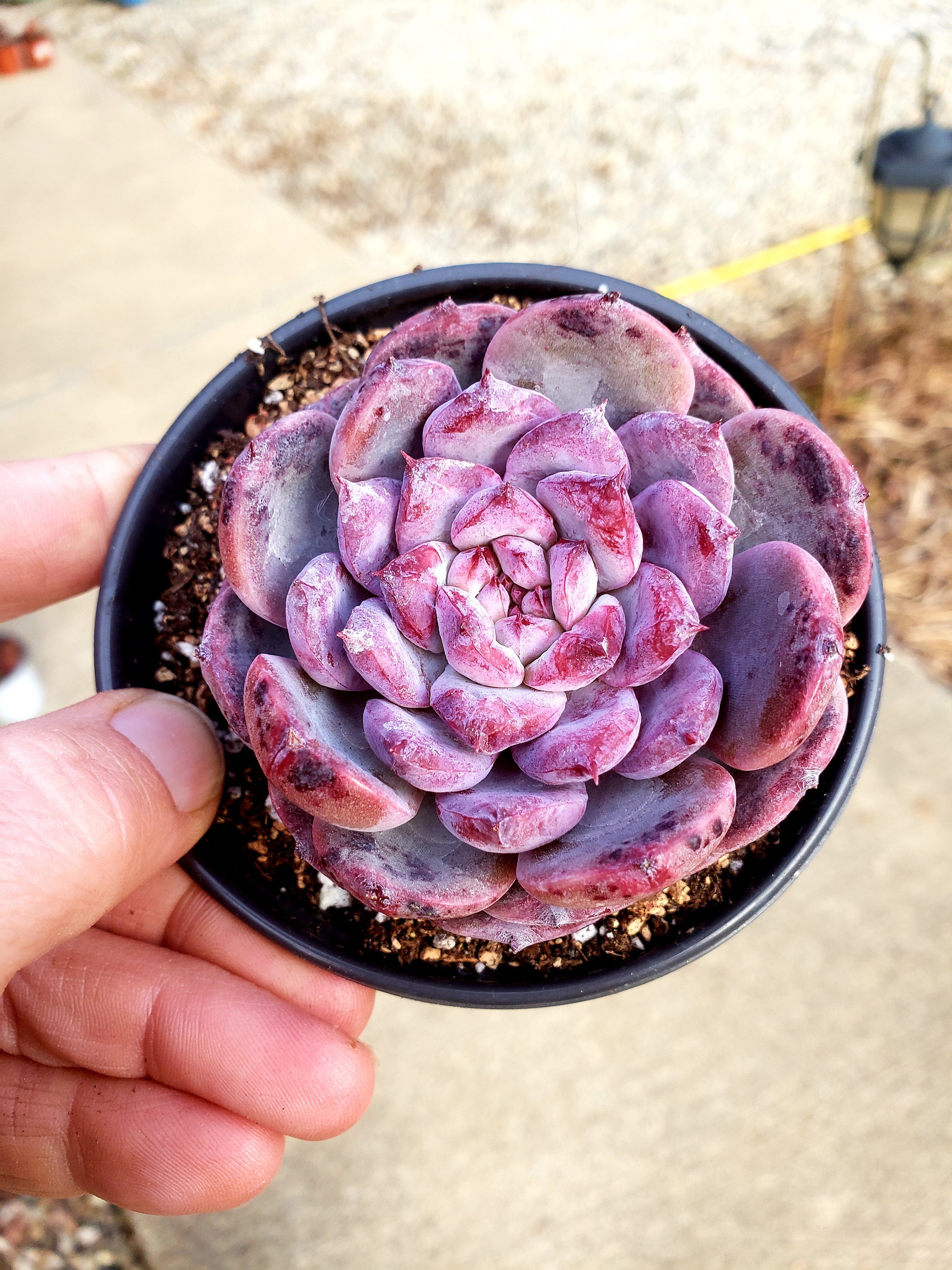 Choenji 韓国多肉植物 エケベリア Echeveria 新品種 7種 48個 Set23 ☆多肉植物 エケベリア 韓国 S263エボニー13個 Choenji 韓国多肉植物