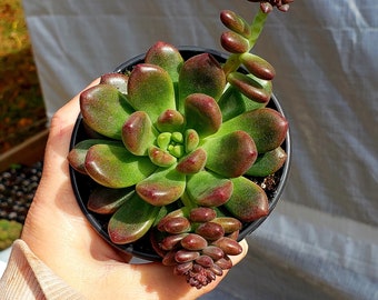 Echeveria Vienna ~ 3.5 inch succulent plant