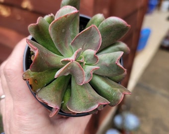 Echeveria Dark Vader (hybrid) ~ 3.5 inch rare succulent plants