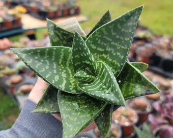 Aloe hybrid "Tiki Zilla" ~ 4 inch pot ~  cactus succulent plant