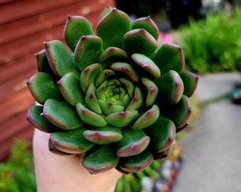 Echeveria Agavoides hybrid "Mizar"  3.5 inch rare succulent plants