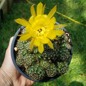 LARGE SIZE ~ Lobivia Arachnacantha cluster ~ plant E ~ 4.5 inch pot ~exact plant ~  cactus succulent plant