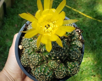 LARGE SIZE ~ Lobivia Arachnacantha cluster ~ plant E ~ 4.5 inch pot ~exact plant ~  cactus succulent plant