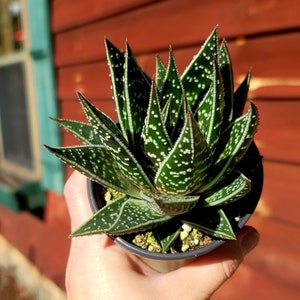 Aloe Tiki Tahi (hybrid) ~ 3.5 inch pot ~  cactus succulent plant