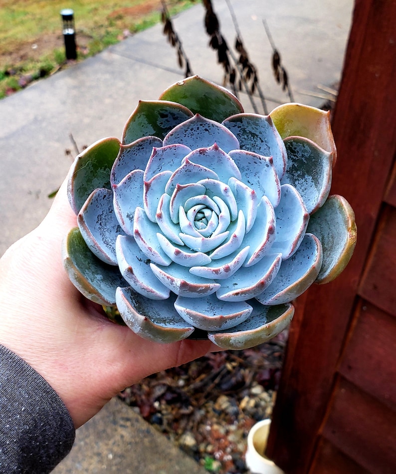 Echeveria subsessilis