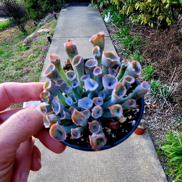 Echeveria Pinky Trumpet (hybrid) ~ 3.5 inch rare succulent plants