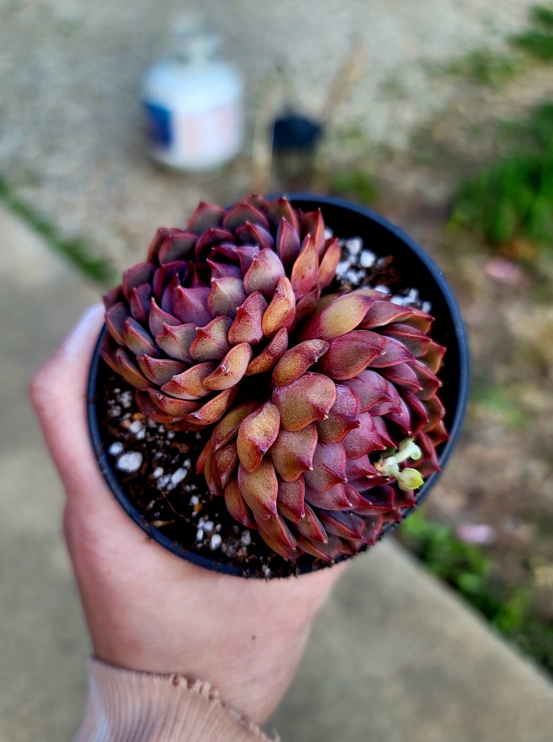 echeveria-stella-double-imported-3-5-inch-succulent-plants-etsy