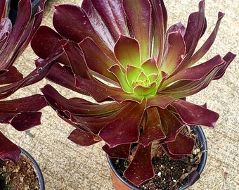 Aeonium  Purple Rose ~ 3.5 inch succulent plant