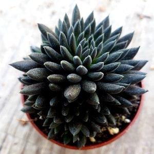 Sinnocrassula Yunnanensis ~ 2.5 inch pot ~ rare succulent plant