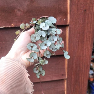 String of Hearts Silver Glory ~ 2 inch  succulent