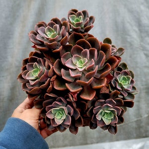 Echeveria Ondulata cluster ~ 6 inch rare succulent plants