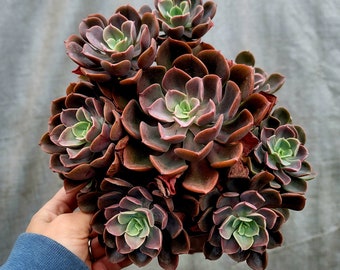 Echeveria Ondulata cluster ~ 6 inch rare succulent plants