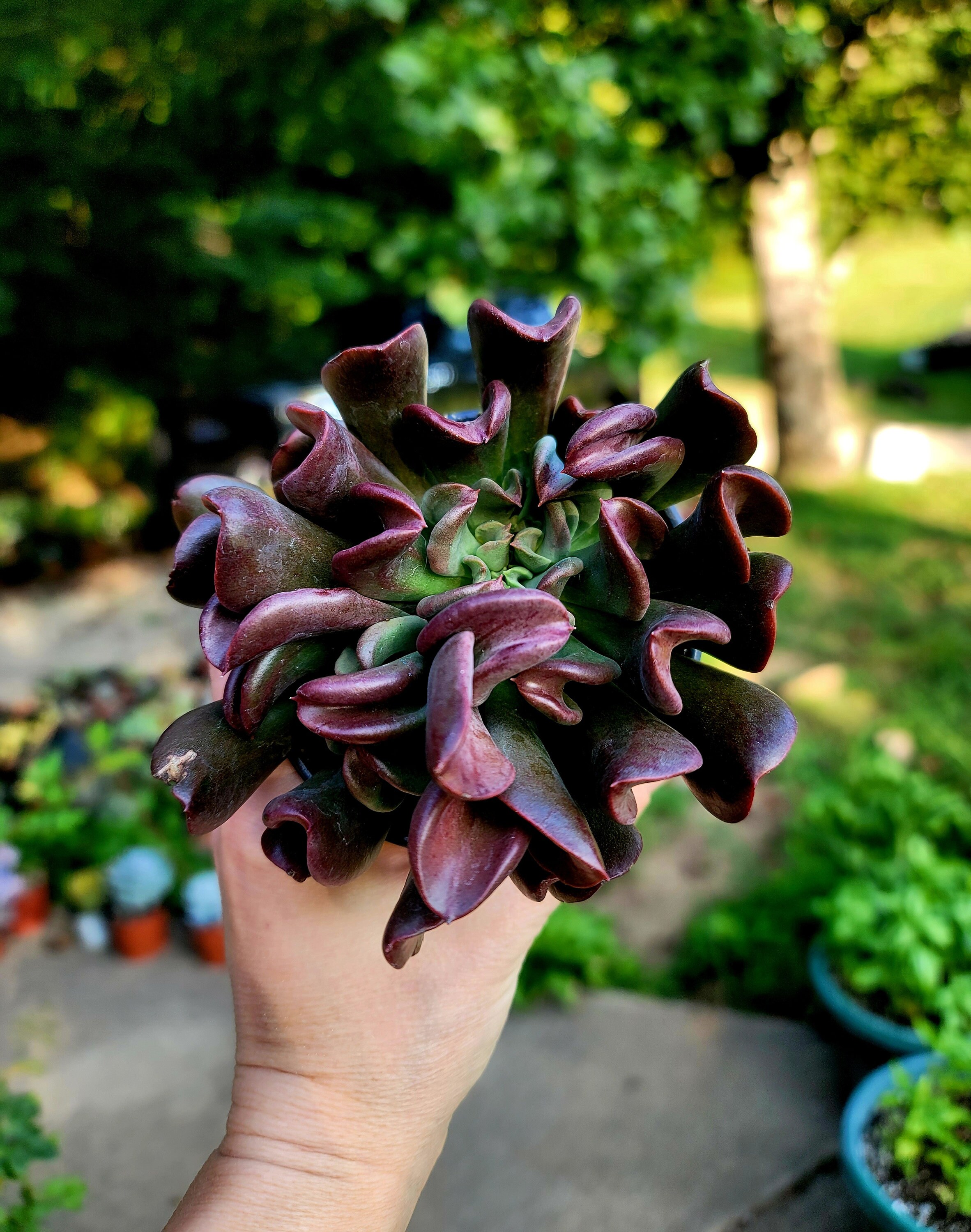 echeveria ブルゾン　黒 Echeveria 'Black Prince' - Black Prince Echeveria | PlantMaster