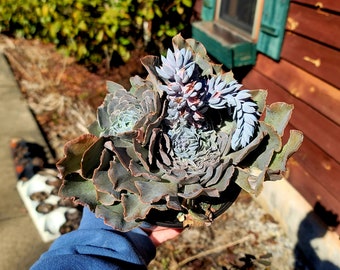 Echeveria Shaviana Blue cluster ~ LARGE 6 inch succulent plant