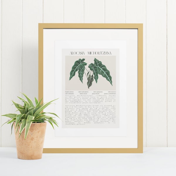 Alocasia Digital Print | Botanical Digital Print | Floral Digital Print | Plant Digital Print | Custom Image