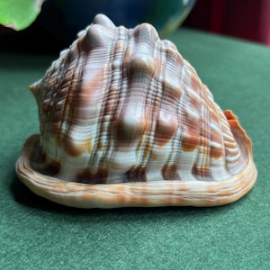 Vintage decorative conch shell. Beautiful home decor. Seaside themed decor for your bathroom or holiday home. Beautiful shell ornament.