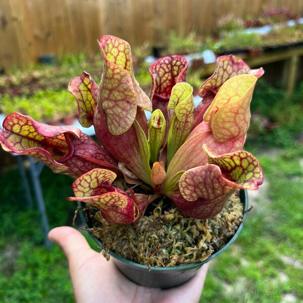 Sarracenia purpurea venosa  4-inch pot