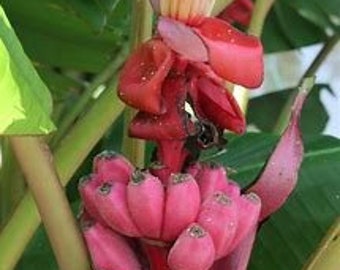 Rare Pink Banana (Musa velutina) Seeds (10 seeds per pack)