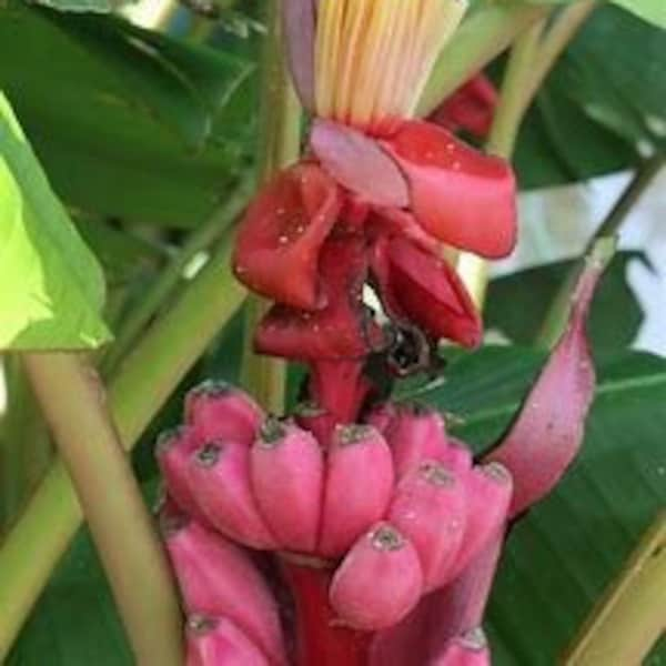 Rare Pink Banana (Musa velutina) Seeds (10 seeds per pack)