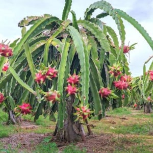 Pink Dragon Fruit Seeds (20 seeds per pack)