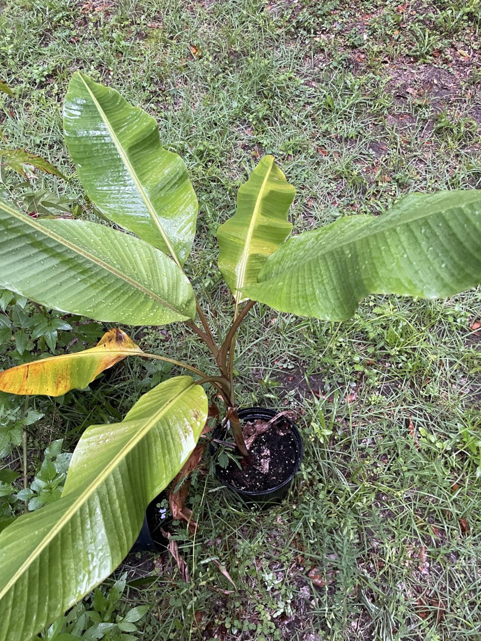 Rare Pink Banana musa Velutina Seeds 10 Seeds per Pack Etsy