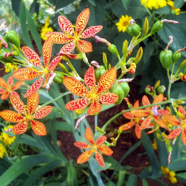 Blackberry Lily (Iris domestica) Seeds (10 seeds per pack)