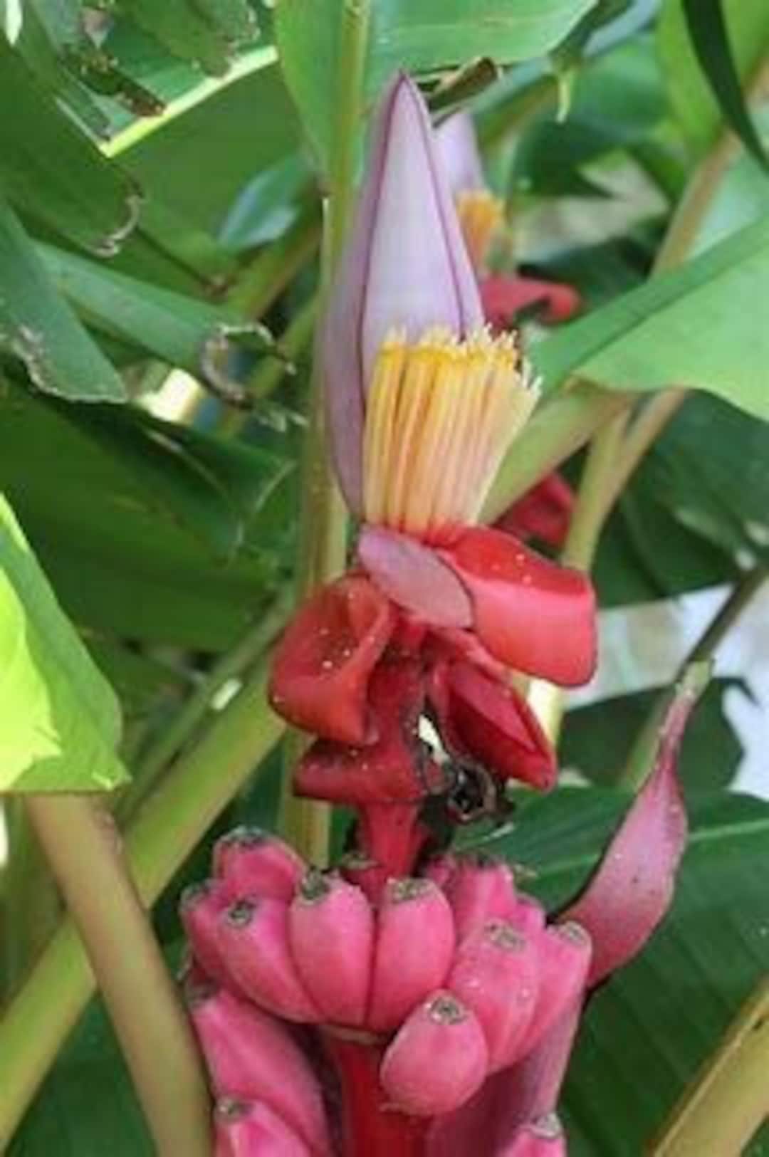 Rare Pink Banana musa Velutina Seeds 10 Seeds per Pack Etsy