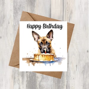 Tarjeta de cumpleaños de perro belga Malinois de 6.0 x 6.0 in, regalos y diseños de Starprint. Espacio para su propio mensaje en el interior. Se puede personalizar.