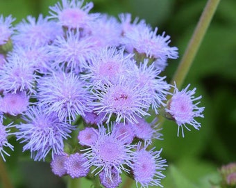 Blue Mistflower, Ageratum - Conoclinium coelestinum - Perennial