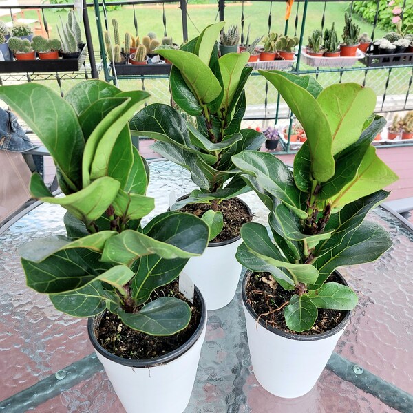 Ficus Lyrata Bambino - Fiddle Leaf Fig 5"