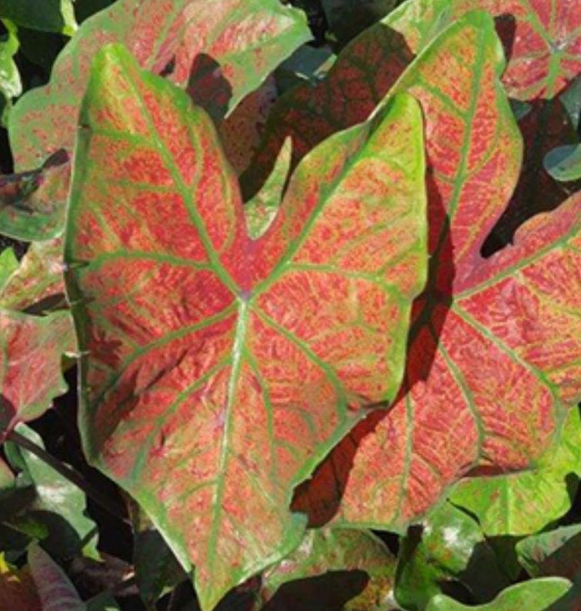 Festivia Caladium Bulbs 2 per Order Etsy Australia
