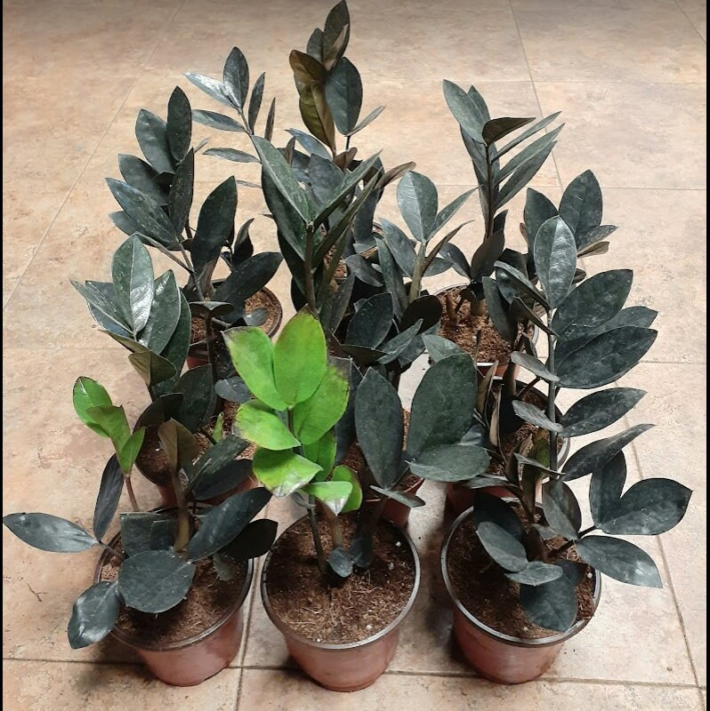 Zamioculcas zamiifolia - Raven  ZZ 4"
