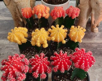 Grafted Moon Cactus 4" Per pot