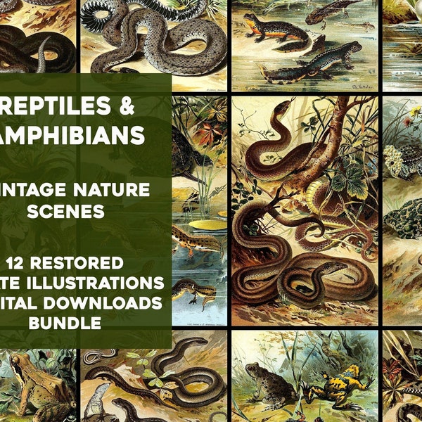 12 Awesome Amphibians & Reptiles Illustration Plates Vintage Printable Wall Art Bundle Digital Download Frog Snakes Lizard Commercial Use