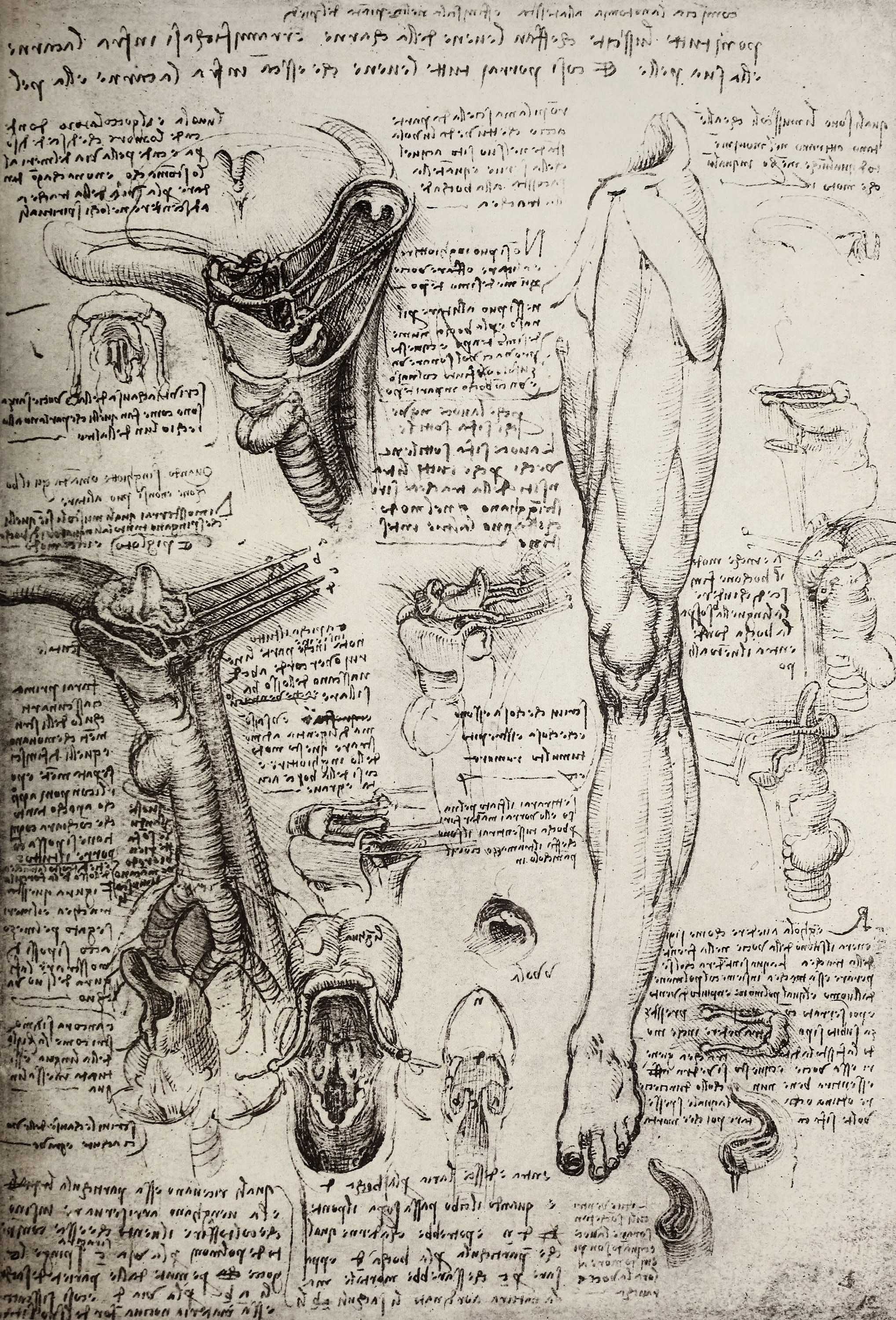 32 レオナルド ダ ヴィンチ解剖学原稿スケッチ図セット 3 | 画像