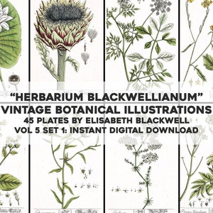 Herbarium Blackwellianum Set 5 - 45 Restored Botanical Images | HQ Image Bundle Printable Wall Art | Instant Digital Download Commercial Use