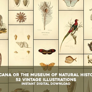 52 Arcana Natural History Animal Illustrations / Pacchetto di immagini Stampabile Wall Art Bundle / Download digitale istantaneo Uso commerciale